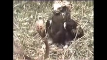 The golden eagle vs the cobra