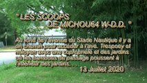 LES SCOOPS DE MICHOU64 W-D.D. - 13 JUILLET 2020 - PAU - QUARTIER TRESPOEY DES BAMBOUS ENVAHISSANTS