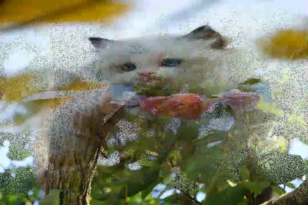 cute cats| cats are cute| cute cat videos| cute cat funny videos| cat| cats| kittens| part 2