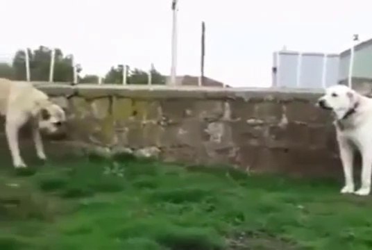 AKBAS COBAN KOPEGi vs SiVAS KANGAL KOPEGi - AKBASH DOG vs KANGAL DOG