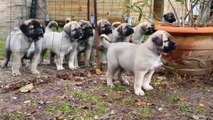 YARIM DUZiNE ANADOLU COBAN KOPEGi YAVRULARI - ANATOLiAN SHEPHERD DOG PUPPiES