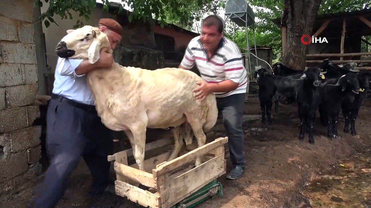 Bu koç, kilo ve fiyatta akranlarını üçe katladı