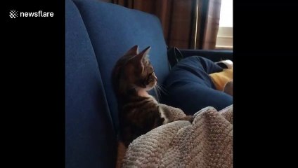 Adorable cat watches television with her owner