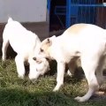 TURKMEN ALABAY KOPEK YAVRULARI vs - ALABAi SHEPHERD DOG PUPPiES VS