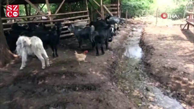 Bu koç, kilo ve fiyatta akranlarını üçe katladı