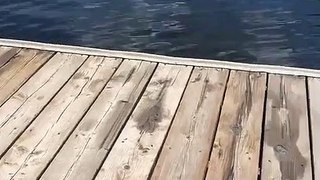 Ce chien debout dans l'eau ressemble à s'y méprendre à... Dobbie !