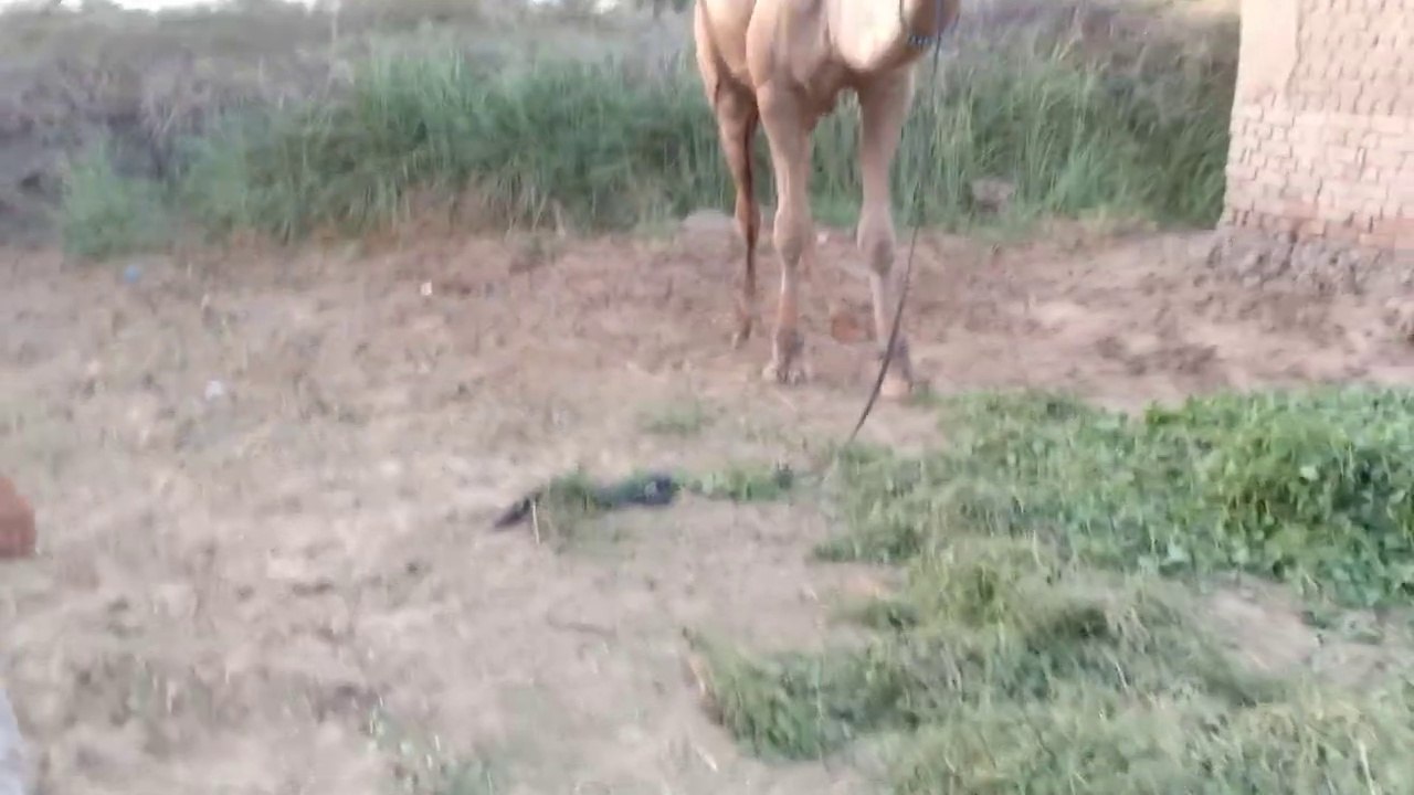 Fight with angry camel