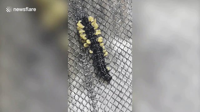 Stomach-churning footage of maggots seeping from caterpillar in the UK