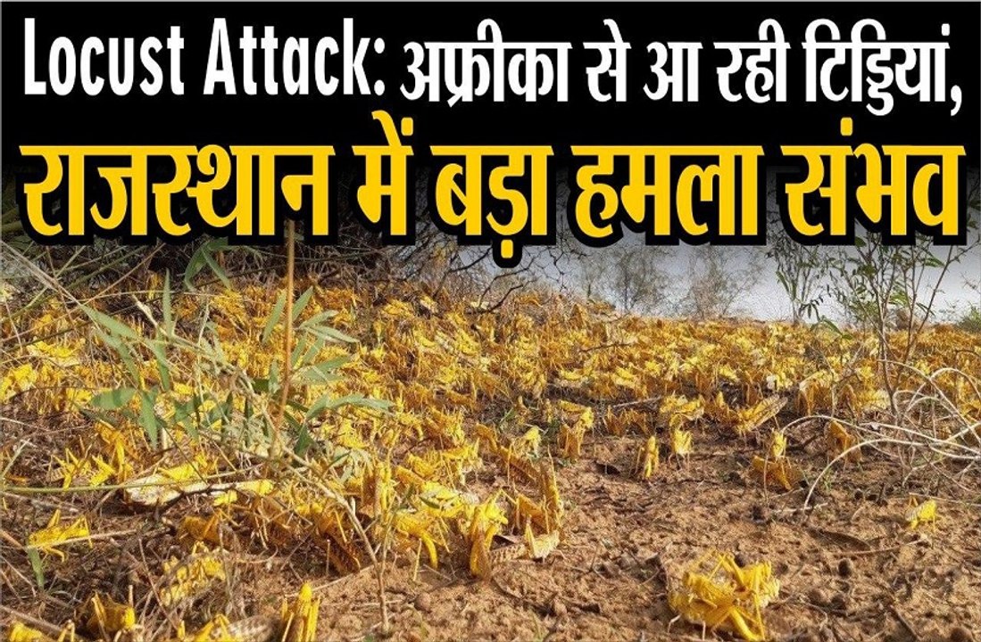 locust attack || राजस्थान को विशेष सतर्कता बरतने की जरूरत
