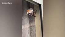 This will make your skin crawl! Spider wraps up its victim in a web in Texas