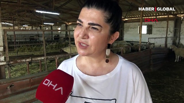 Profesörden kurbanlıklar için dikkat çeken 'fiyat ve kilo' uyarısı: Bu kurbanlık olamaz