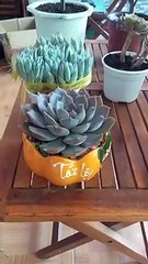 The beauty of the stone lotus charm