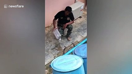 Snake wrangler calmly catches cobra in empty plastic water bottle