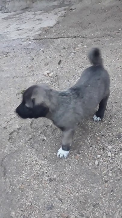 SiVAS KANGAL COBAN KOPEGi YAVRUSU - ANATOLiAN SHEPHERD KANGAL DOG PUPPY