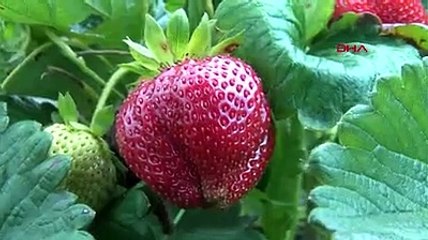 Kalkım çileği için coğrafi işaret başvurusu