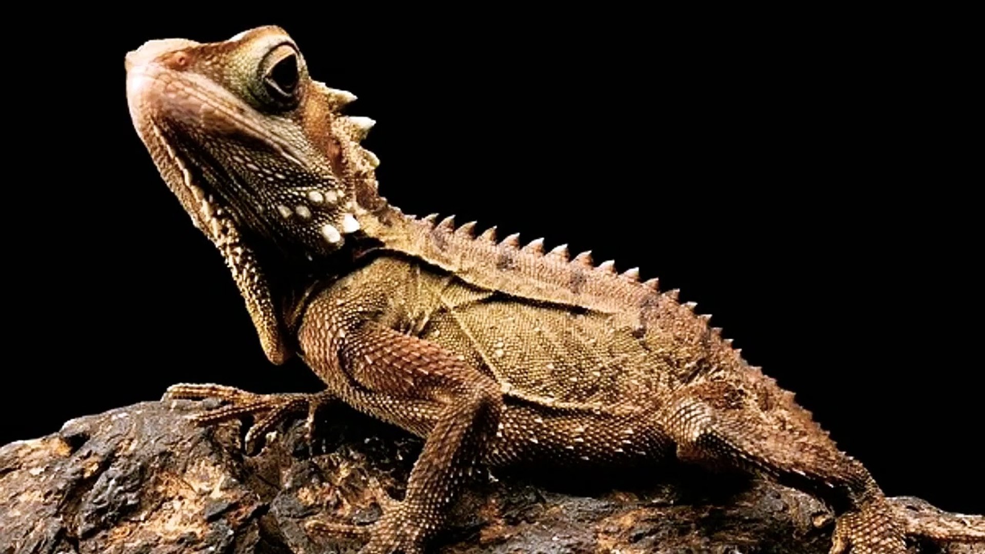 ⁣What Lizards Eat Mice?