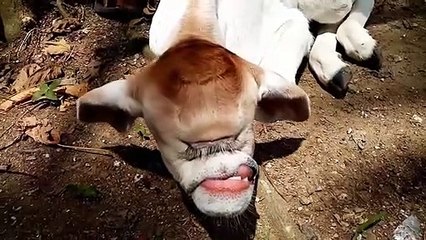 Cyclops cow with one eye born in remote village