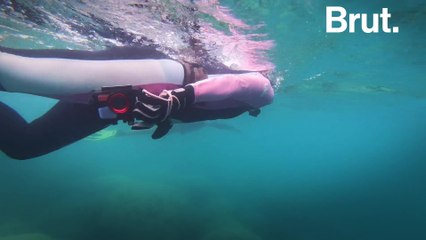 The Fantastic Grandmothers help study sea snakes in New Caledonia