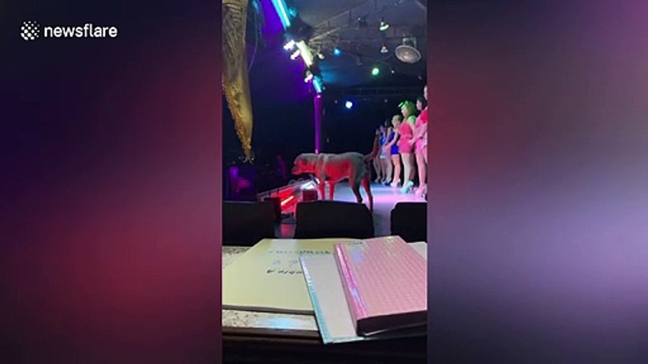 Dog steals the show while dancers are on stage