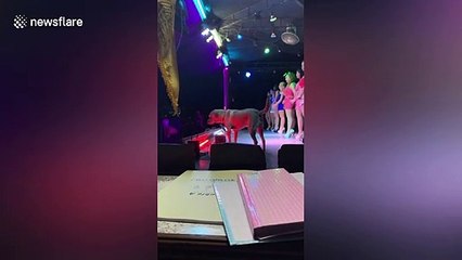 Dog steals the show while dancers are on stage