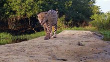 AGE OF BIG CATS 2of3 World Domination HD