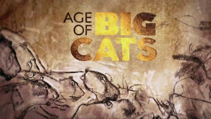 AGE OF BIG CATS 3of3 Survivors HD