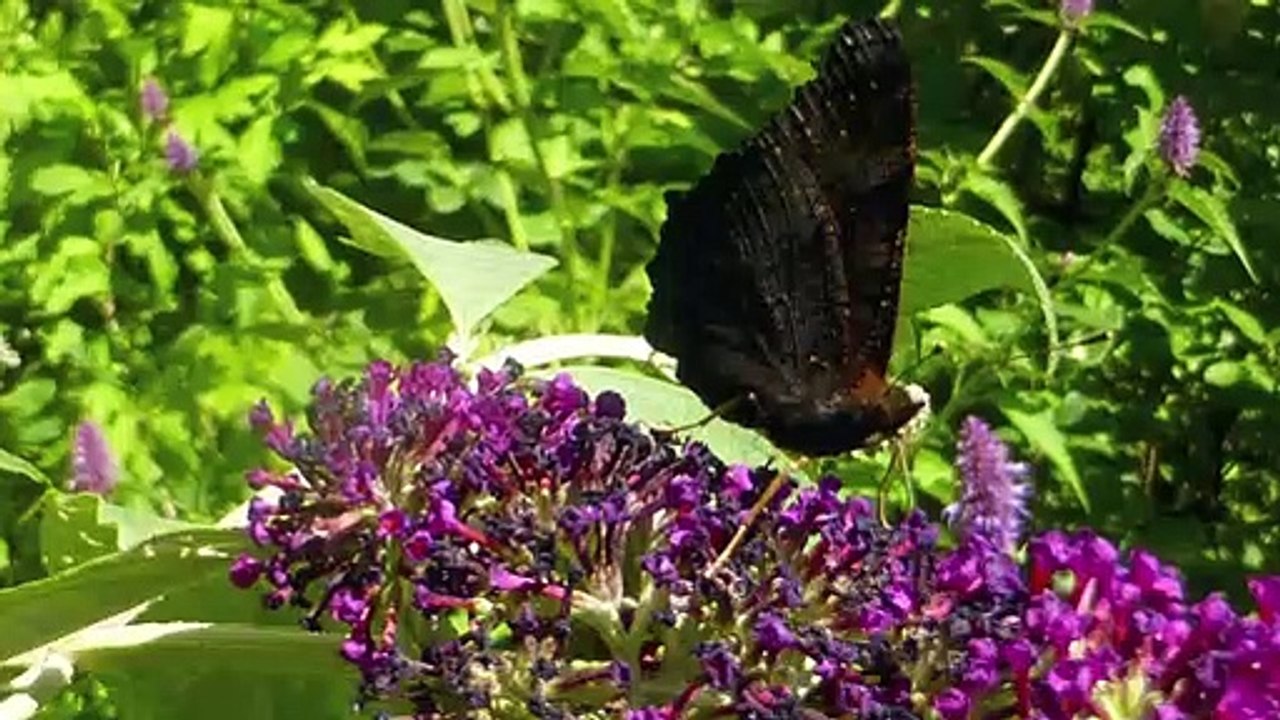 Eine Schulter zum Anlehnen - Liebe, Freundschaft, Vertrauen - brauchen wir das nicht alle?