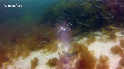 Scuba diver mobbed by sand eels in South Cornwall