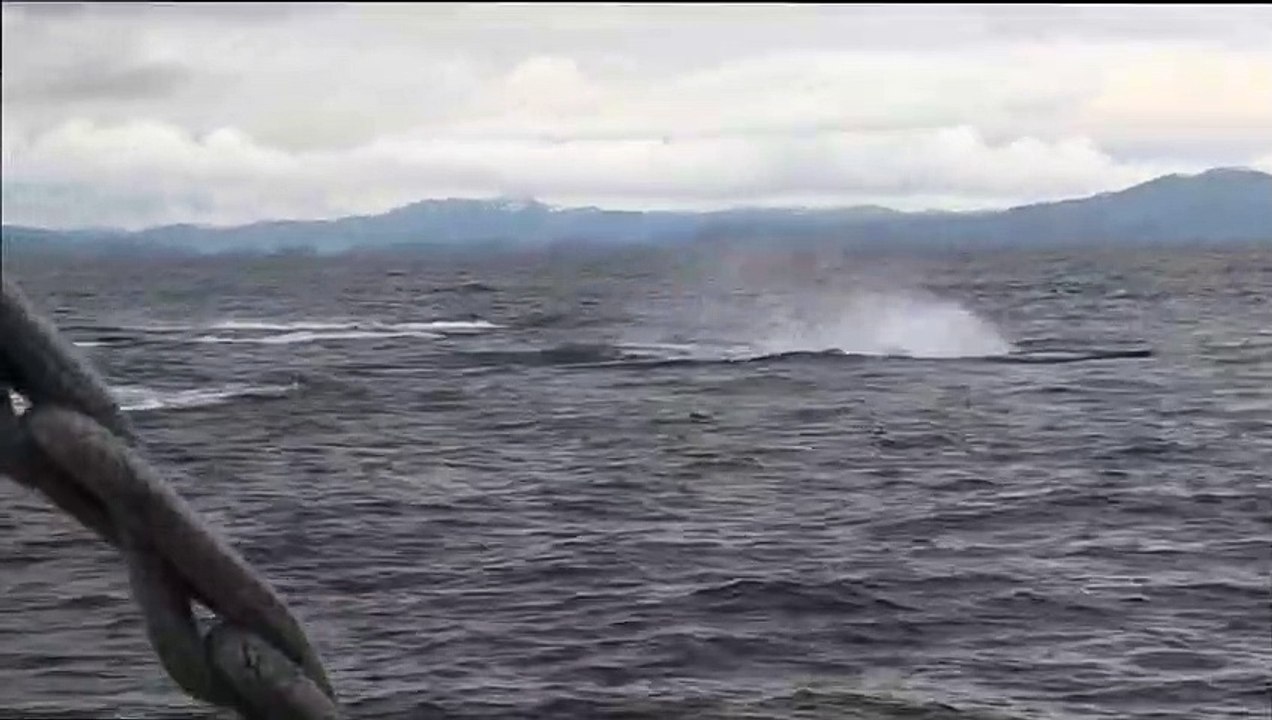 Orca Pod Having a Party