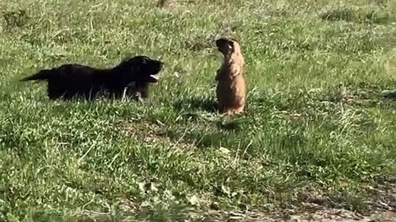 Groundhog Screams at Overly Social Doggy