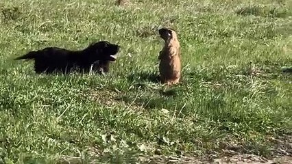Groundhog Screams at Overly Social Doggy