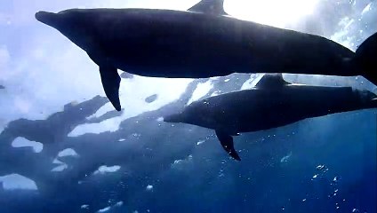 御蔵島のイルカ。