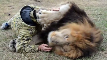 Moment tendresse entre un lion et son soigneur