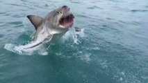 Un énorme requin saute hors de l'eau