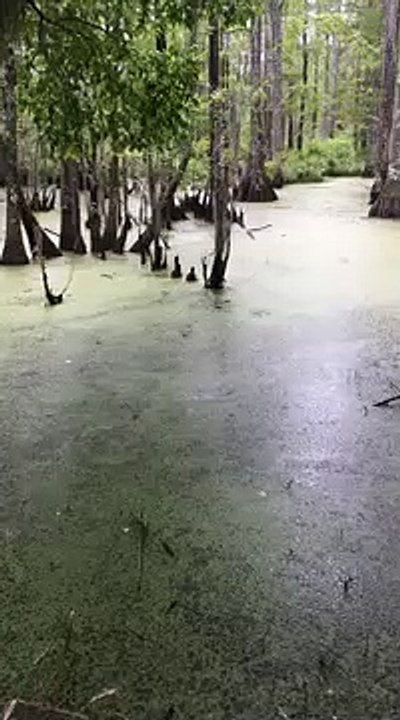 Cet alligator chasse un pointeur laser... un vrai petit chat