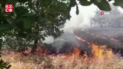 Download Video: Diyarbakır’da ağaçlık alanda yangın, 300 dönümlük alan kül oldu