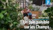Champs-Elysées : des terrasses végétalisées  « pour faire revenir » les Parisiens