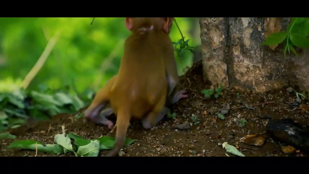 baby monkey mom feeding milk