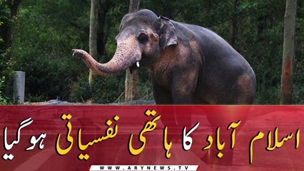 Pakistan to send lonely elephant Kaavan to new home in Cambodia