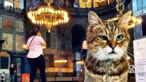 Vali Yerlikaya'dan Ayasofya'nın ünlü kedisi 