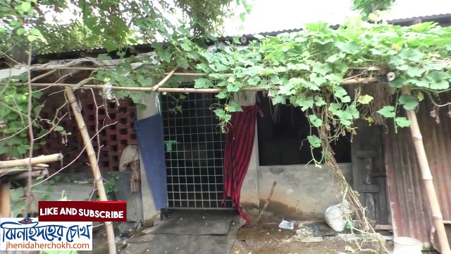 ঝিনাইদহ কোরাবানী ঈদ গরু l Jhenaidah Qurbani Eid Cow