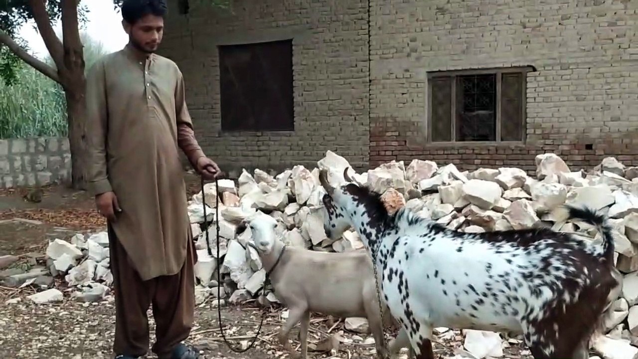 Goat mating!! Animal mating!! Special breeding goat mating big mura goat