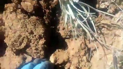 Burçalak otu dedesakali otu köklerini yiyen adam dedesakali burçalak otu faydaları hakkında bilgiler