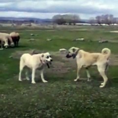 ALA ve KANGAL COBAN KOPEGi KARSI KARSIYA - ALA SHEPHERD DOG and  KANGAL DOG FACE TO FACE