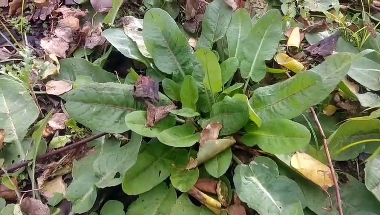 Labada kuzukulağı ekşi kulak otunun faydaları çayının yararları nelerdir