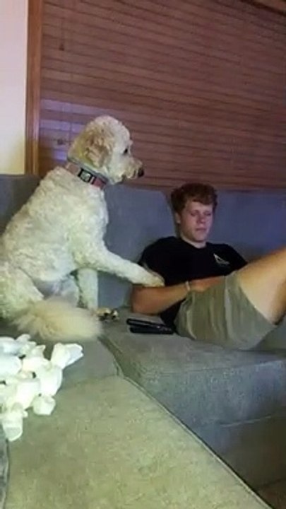 Clingy Goldendoodle Needs Attention