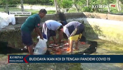 Budidaya Ikan di Tengah Pandemi