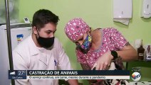 Serviço de castração gratuita de animais em Leme continua mesmo na pandemia