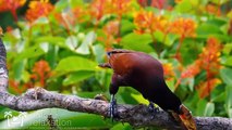Breathtaking Colorful Birds of the Rainforest   1HR Wildlife Nature Film + Jungle Sounds in UHD