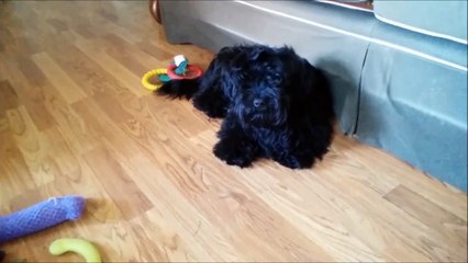 Cardell Rests After Tracking Big Game